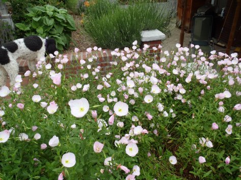 Native primrose in bloom