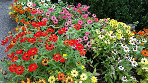 Zinnias
