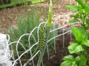 the blue swallowtail butterfly caterpillar feasting on my dill