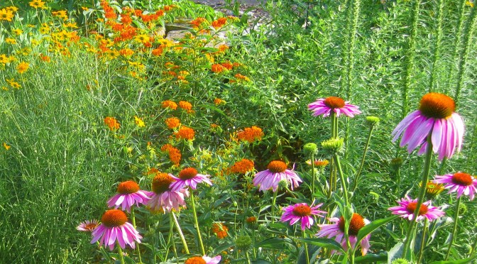 Local Native Planting
