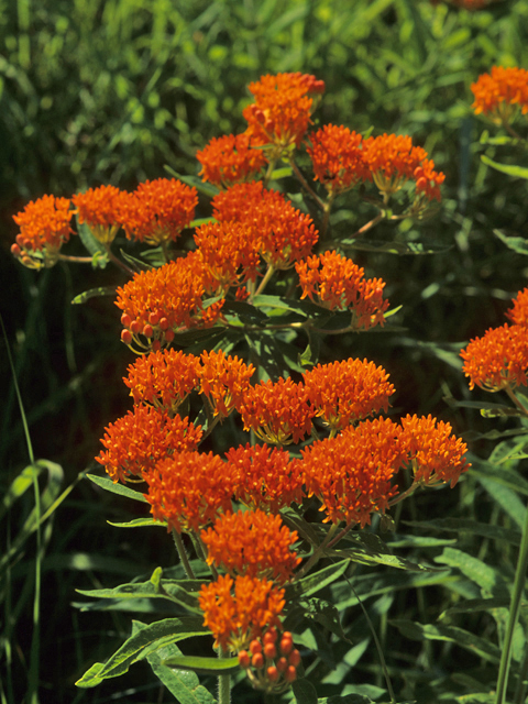 Asclepias tuberosa