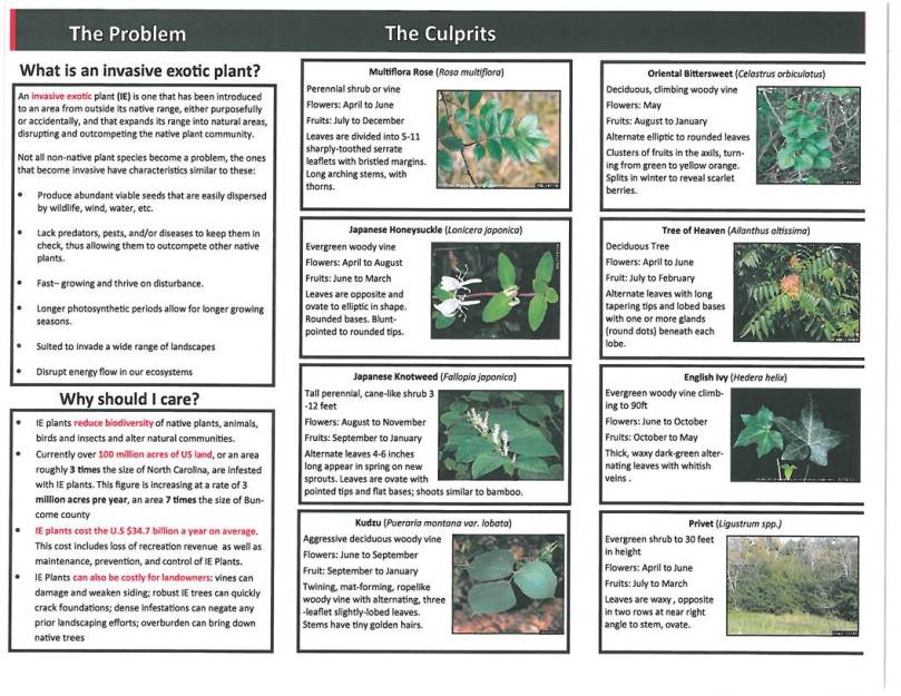 Invasive Exotic Plants - 2