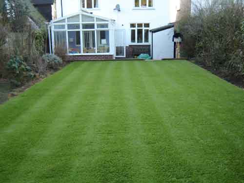 Monoculture Lawn