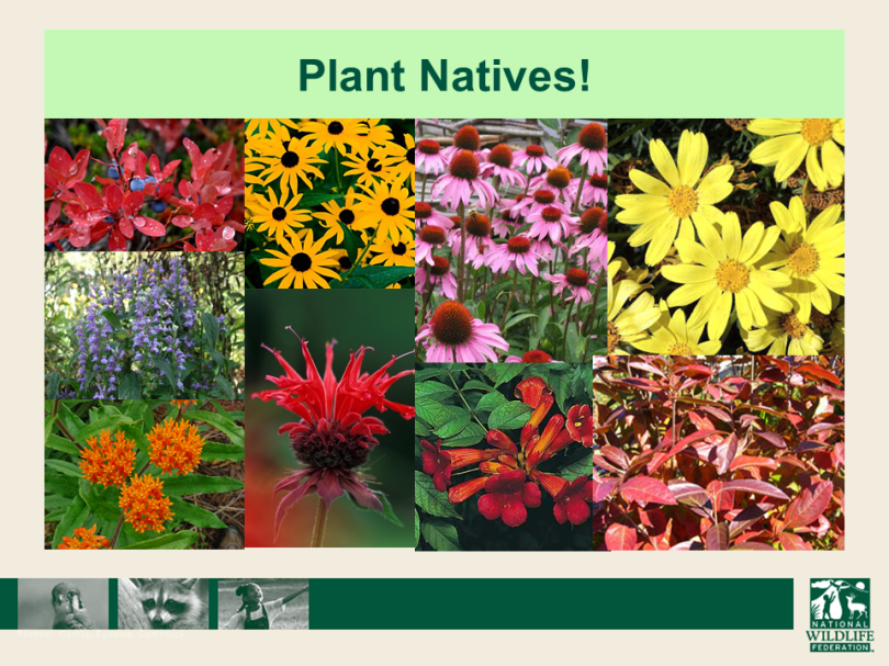 Plant Natives