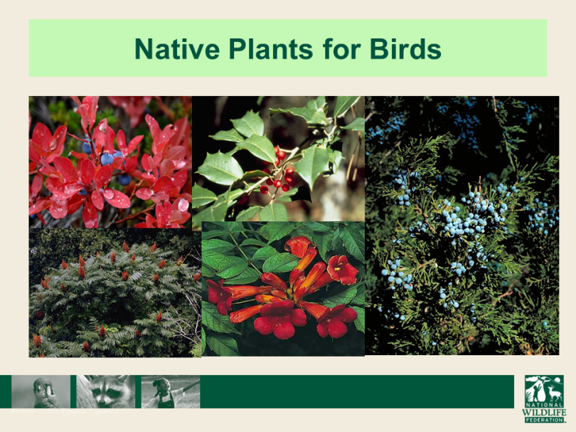 Native Plants for Birds