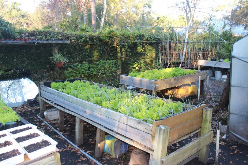 High Raised Beds