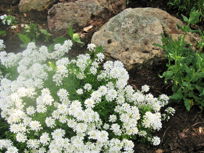 Dirt Diggin' Day April 21, 2015