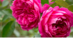 Learn about cultivating a rosey garden!!