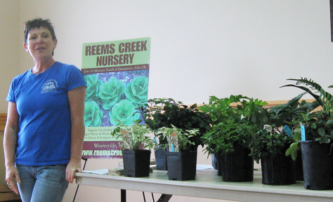 Shade Perennials for color, structure, ground covers