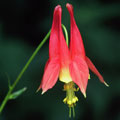 Wild Columbine -Aquilegia canadensis