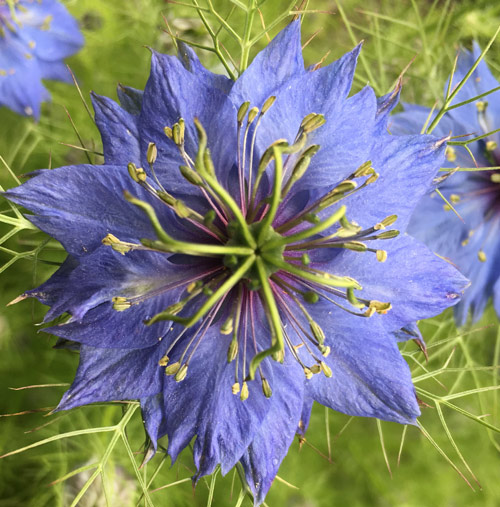 Love in a Mist - Nigella damascena