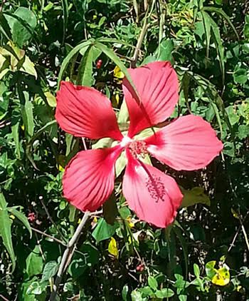 BJ's Texas Star Hibiscus