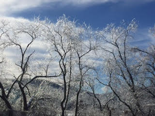 Dealing with ice in the garden