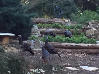 What about winter garden critturs?