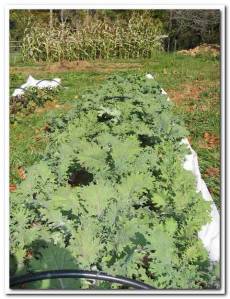 lengnick grow biointensive garden 1