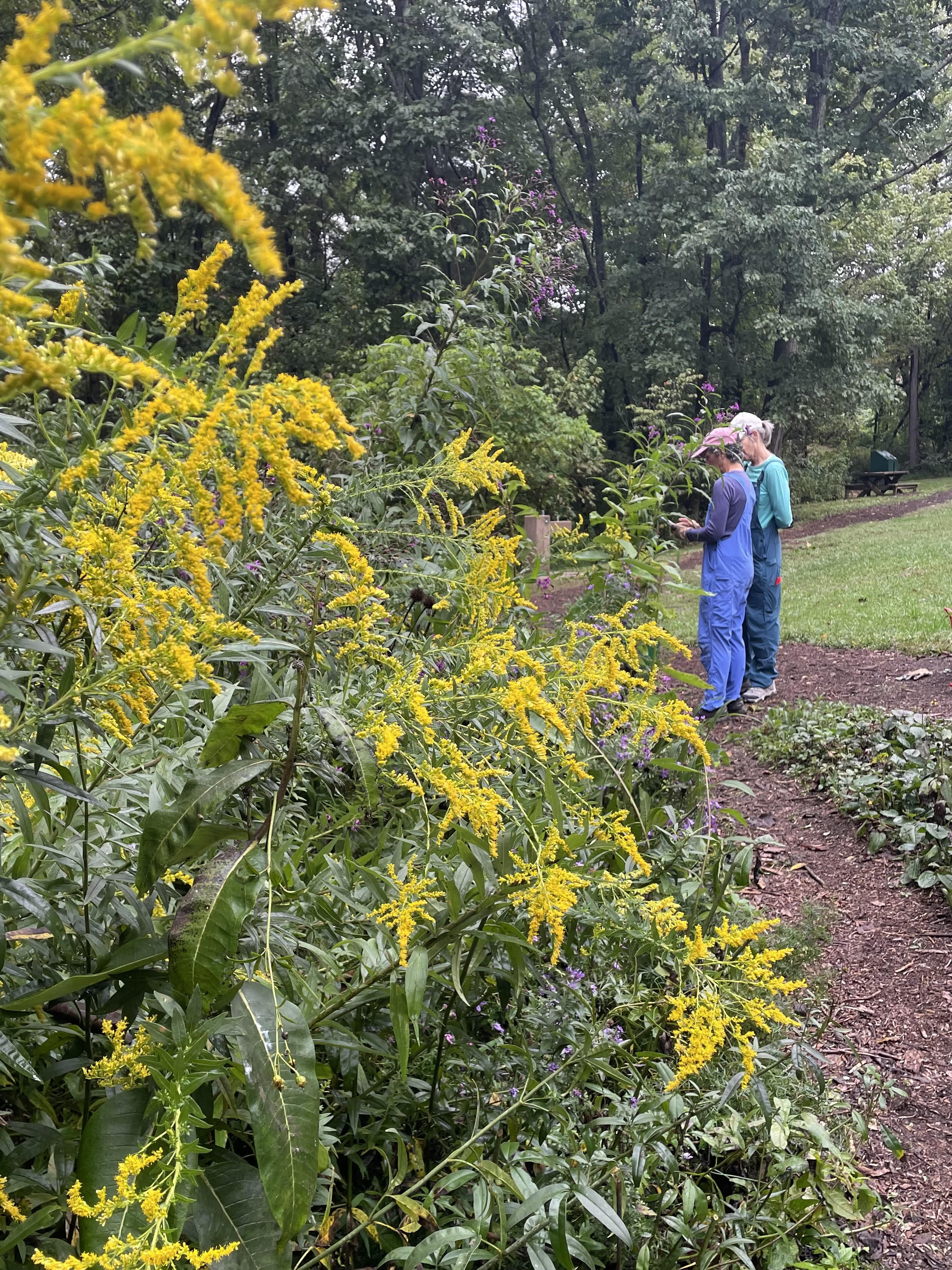 pollinatorgardenSept2024