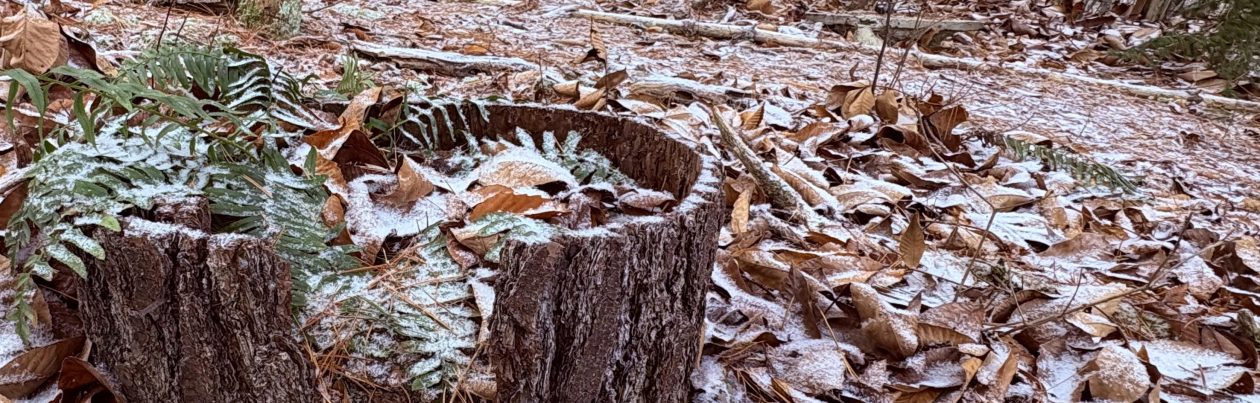 The Garden Club of Weaverville, NC