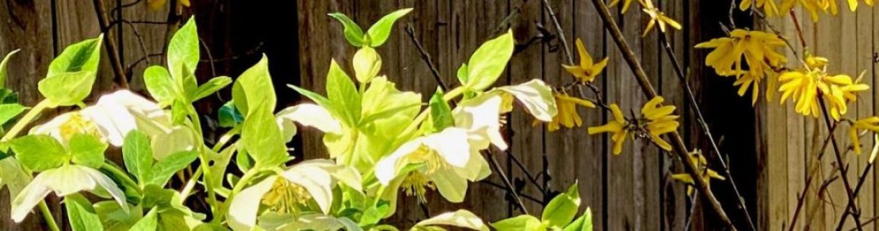 The Garden Club of Weaverville, NC